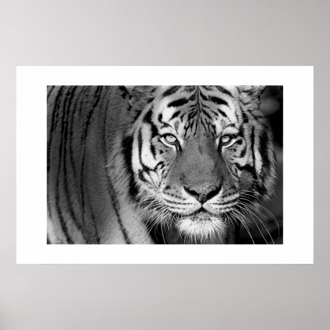 Amur Tiger #1 Poster (Framsidan)