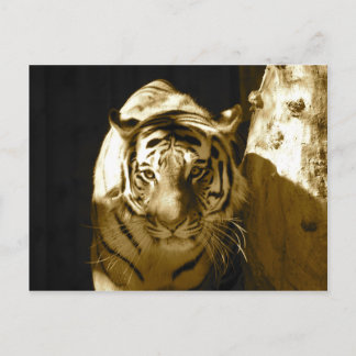 Amur Tiger i Sepia Vykort
