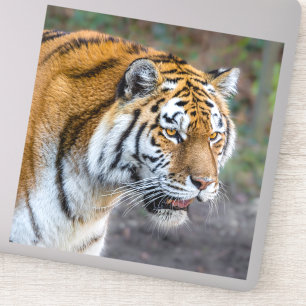 Amur tiger klistermärken