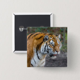 Amur tiger knapp