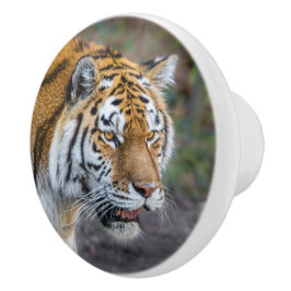 Amur tiger knopp