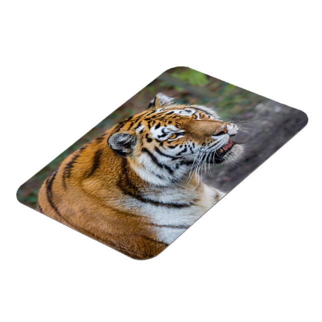 Amur tiger magnet (Vänstra Sidan)