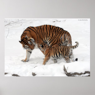 Amur tiger och unge poster