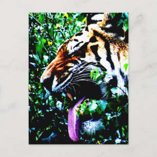 Amur Tiger pccnm Vykort