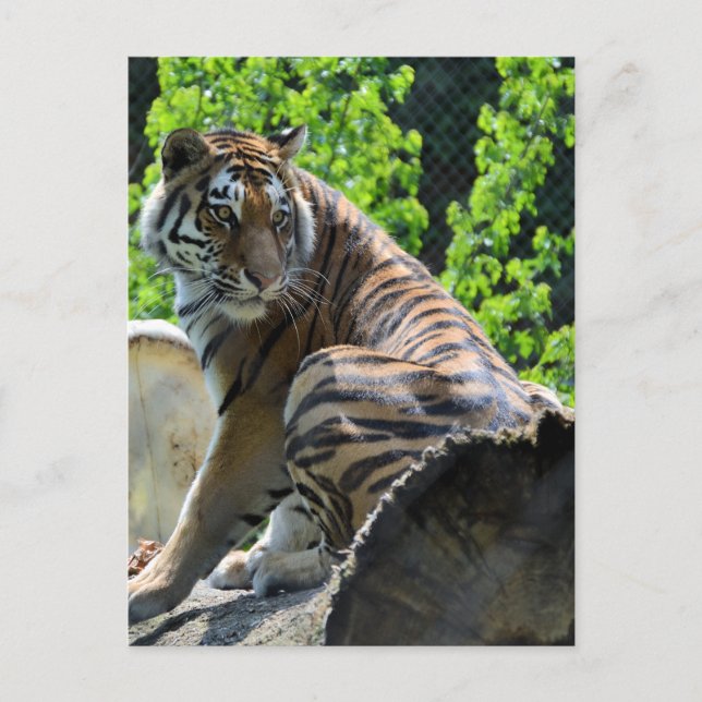 Amur Tiger (Sibiriska) Vykort (Framsida)