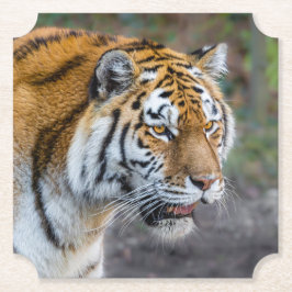 Amur tiger underlägg papper