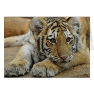 Amur Tiger Unge Hälsningskort