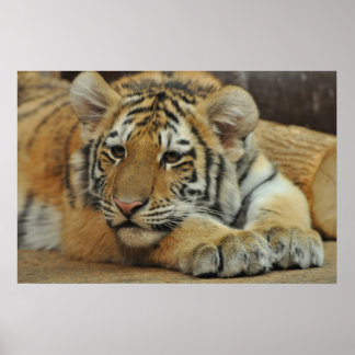 Amur Tiger Unge Poster