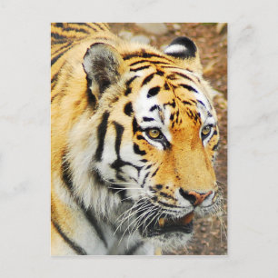 Amur Tiger Vykort
