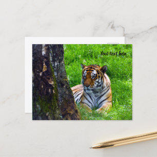Amur Tiger vykort