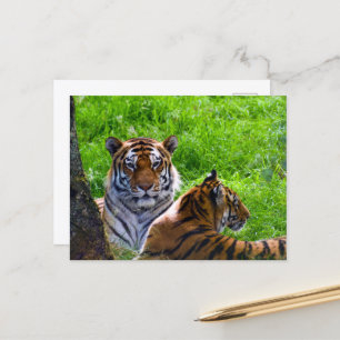 Amur Tigers vykort