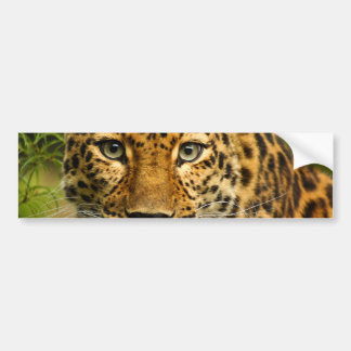 Amurleopard Bildekal