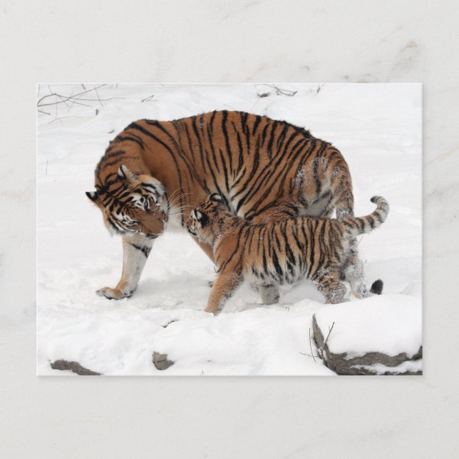 Amurtiger och Unge Vykort (Framsida)