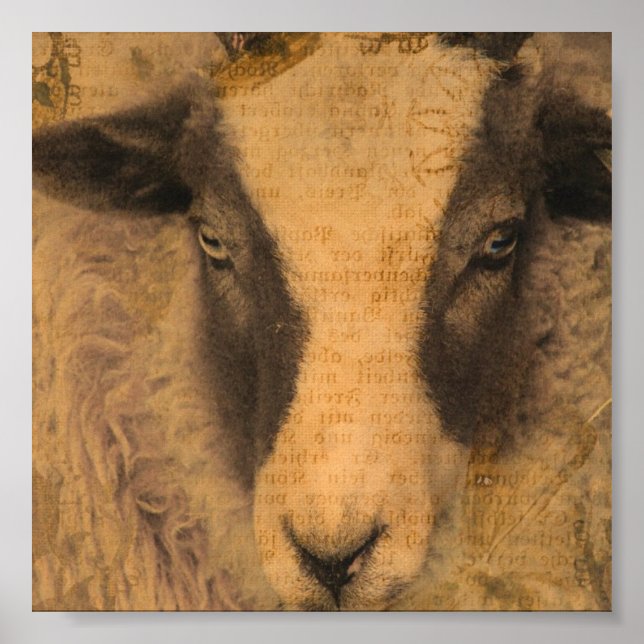Amy a Jacob Ewe Poster (Framsidan)