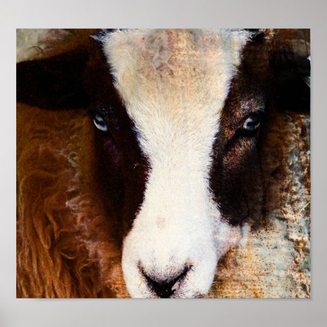 Amy The Ewe Poster (Framsidan)