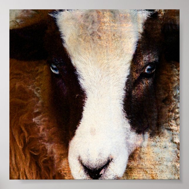 Amy The Jacob Ewe Poster (Framsidan)