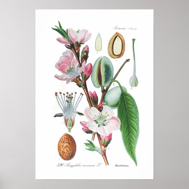 Amygdalus communis (Almond) Poster (Framsidan)