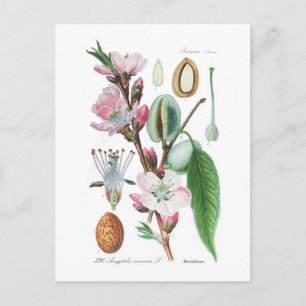 Amygdalus communis (Almond) Vykort