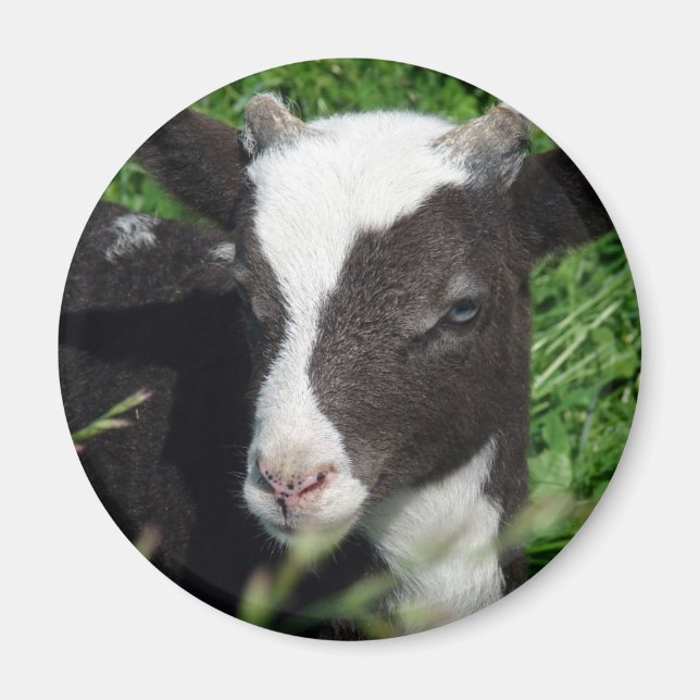 Amy's Lamb Magnet (Framsidan)