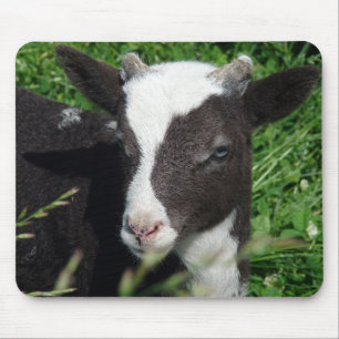 Amy's Lamb Musmatta