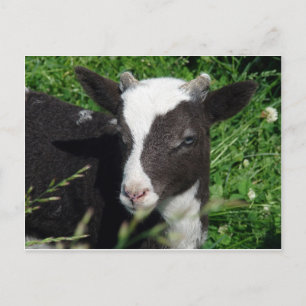 Amy's Lamb Vykort