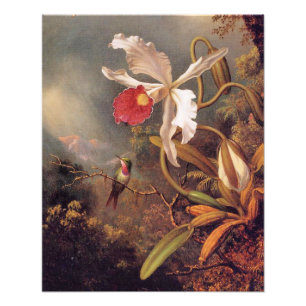 An Amethyst Hummingbird with White Orchid Fototryck
