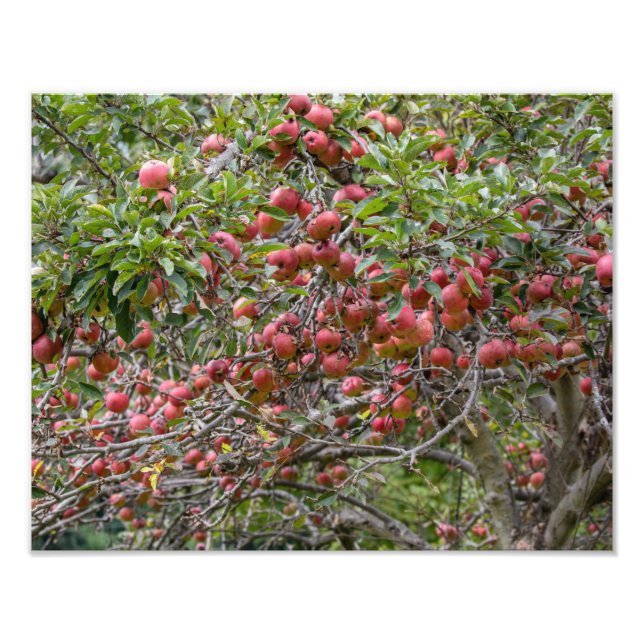 An Apple Träd Fototryck (Framsidan)