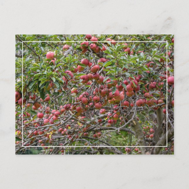 An Apple Träd Vykort (Framsida)