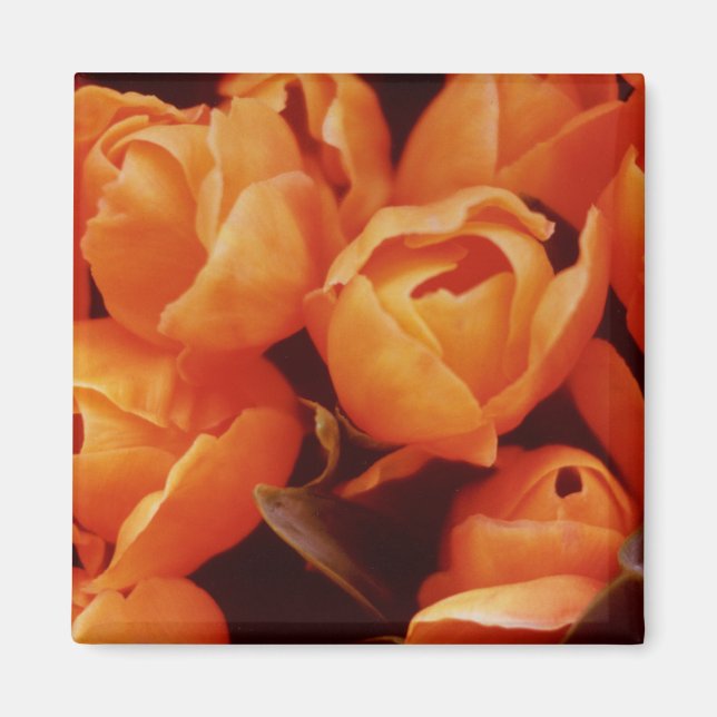 An Array of Orange Tulips, Amsterdam street market Magnet (Framsidan)