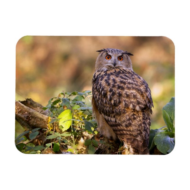 An Eagle Uggla Magnet (Horisontell)