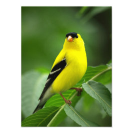 An Fantastisk American Goldfinch Fototryck