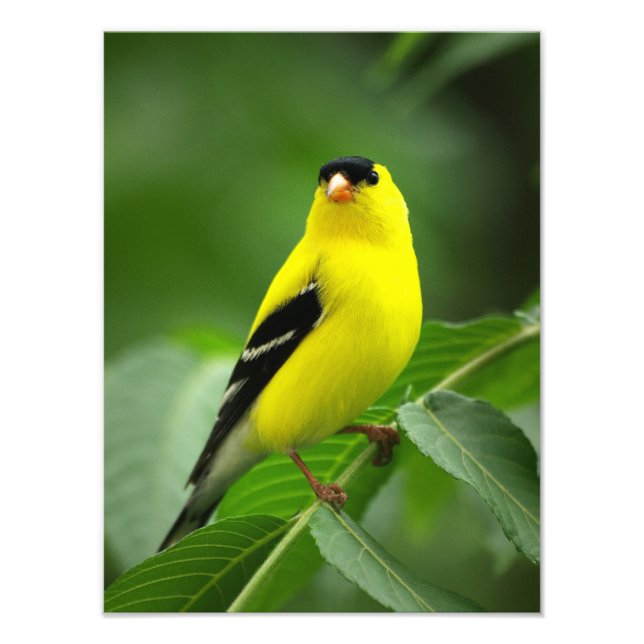 An Fantastisk American Goldfinch Fototryck (Framsidan)