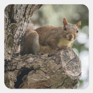 An inquisitive squirrel perched on a tree branch. fyrkantigt klistermärke