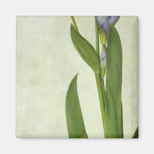 An Iris Magnet (Framsidan)