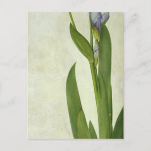 An Iris Vykort
