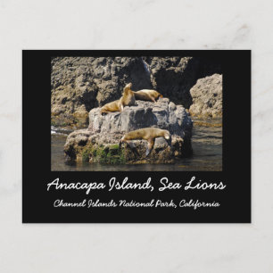 Anacapa-ön, Sea Lejon Vykort