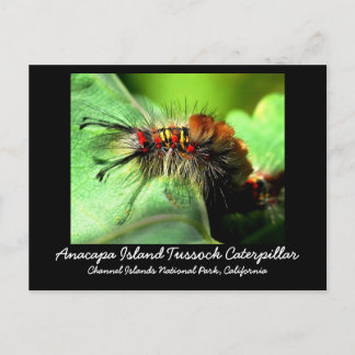 Anacapa-ön Tussock Caterpelaren Vykort