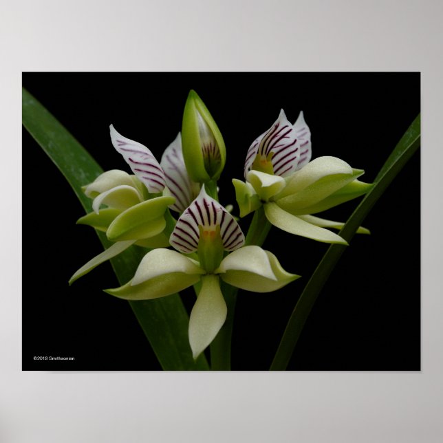 Anacheilium Chacoense Poster (Framsidan)