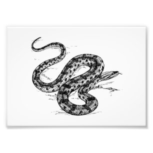 Anaconda Fototryck