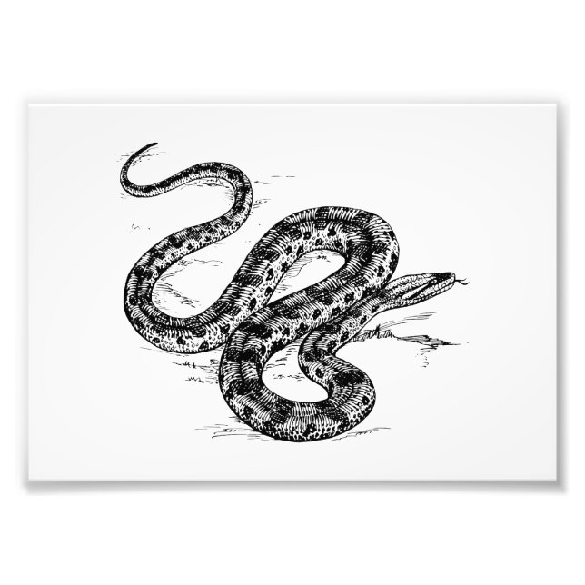 Anaconda Fototryck (Framsidan)