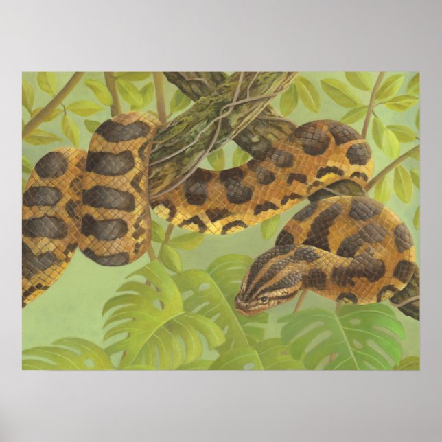 Anaconda Poster (Framsidan)