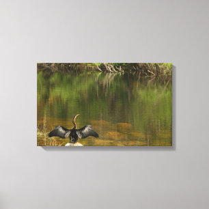 Anahinga i Everglades Canvastryck