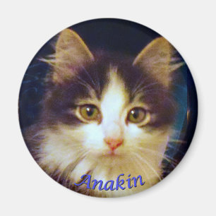 Anakin två lagd benen på ryggen katt, gullig magnet