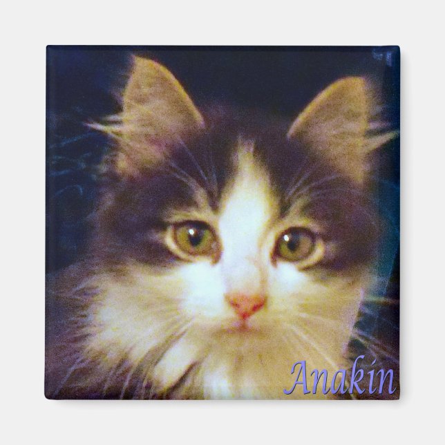 Anakin Two Legged Cat, Cute Kitten Square Magnet (Framsidan)