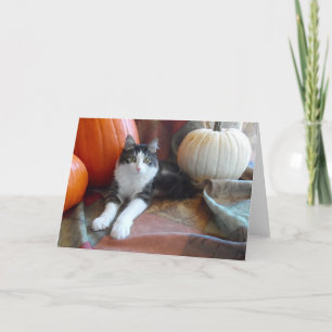 Anakin Two Legged Cat & Pumpkins Fall Cat Card Kort