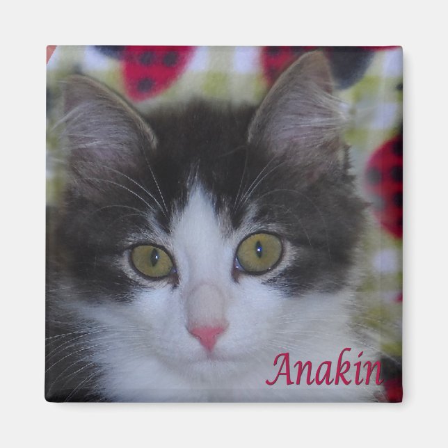 Anakin Two Legged Ladybugs Kitten Magnet (Framsidan)