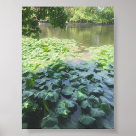 Analog Lily Pad Photography Poster