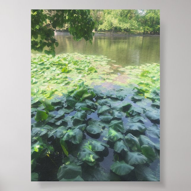Analog Lily Pad Photography Poster (Framsidan)