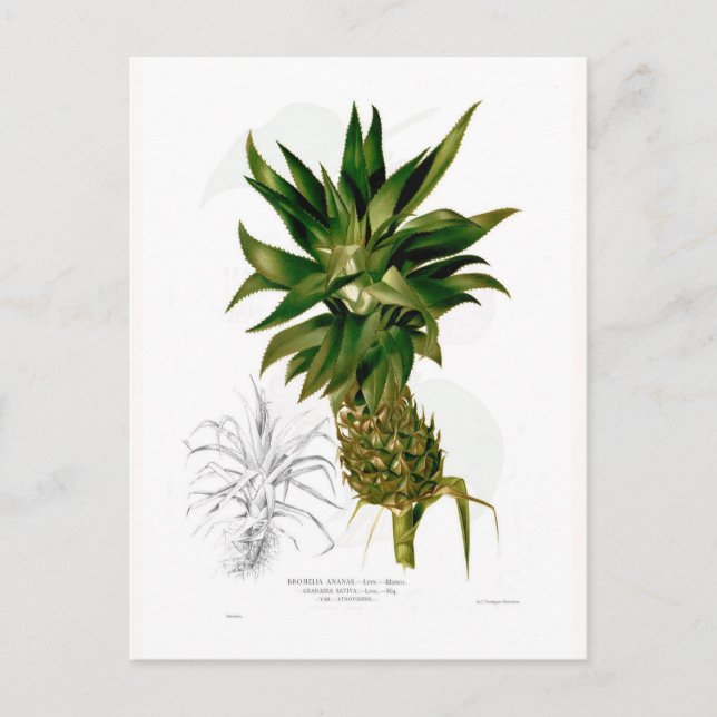 Ananas (Ananas comosus) Vykort (Framsida)