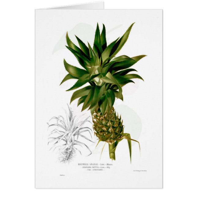 Ananas (Ananascomosus) Hälsningskort (Framsidan)